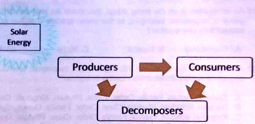 SOLVED: What Organisms In The Diagram Are Important In Breaking Down ...