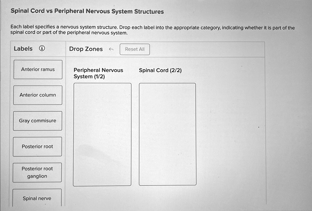 Spinal Cord vs Peripheral Nervous System Structures Each label ...