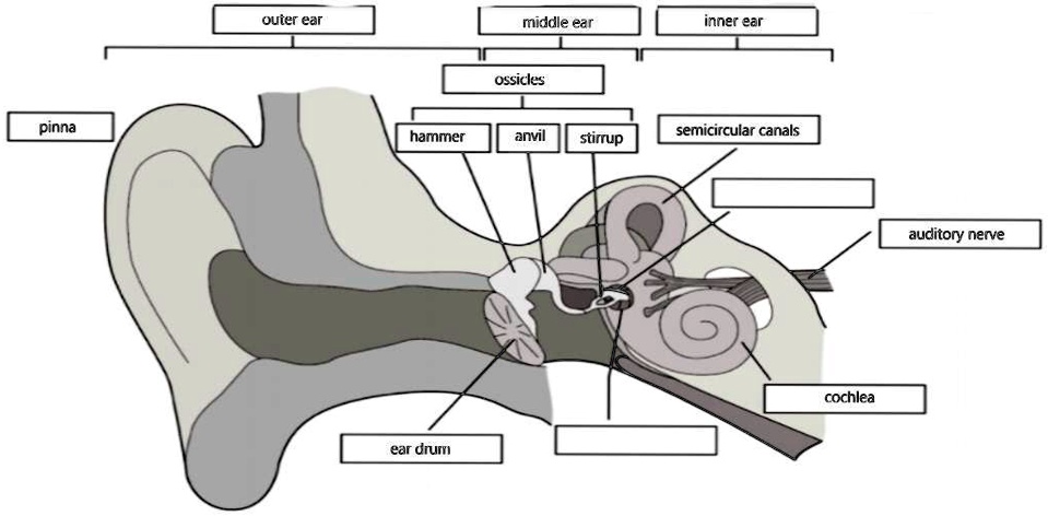 pinna
outer ear
middle ear
inner ear
ossicles
hammer
anvil stirrup
semicircular canals
ear drum
cochlea
auditory nerve