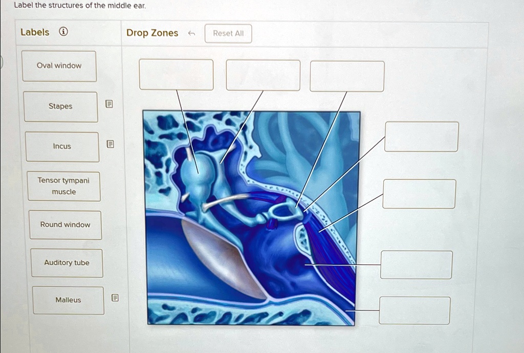 Label the structures of the middle ear. Labels Drop Zones larr Tensor ...