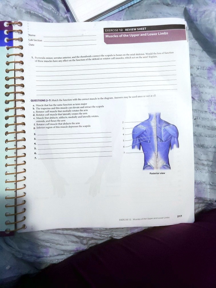 SOLVED: EXERCISE 12 REVIEW SHEET: Muscles Of The Upper And Lower Limbs ...