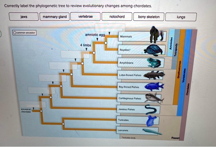 phylogenetic tree vertebrates