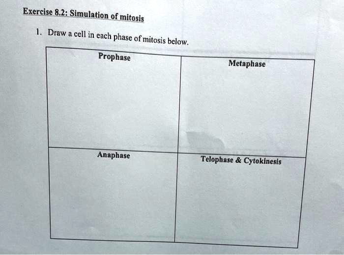 exercise 2 simulation of mitosis draw a cell in each phase of mitosis ...