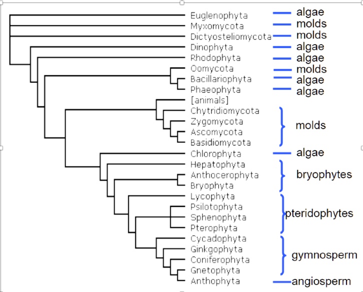 SOLVED: Euglenophyta algae Myxomycota molds Dictyosteliomycota molds ...