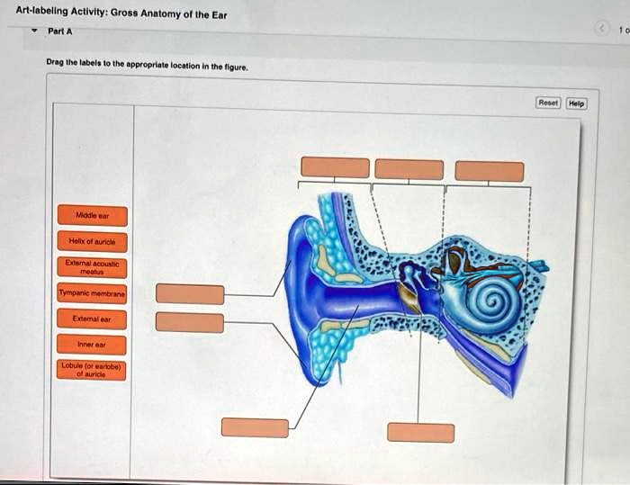 SOLVED: Art-labeling Activity: Gross Anatomy of the Ear "Part A" Drag