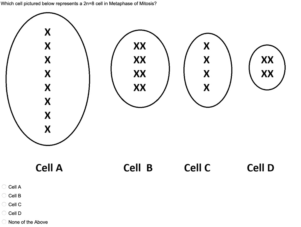 xx cell 