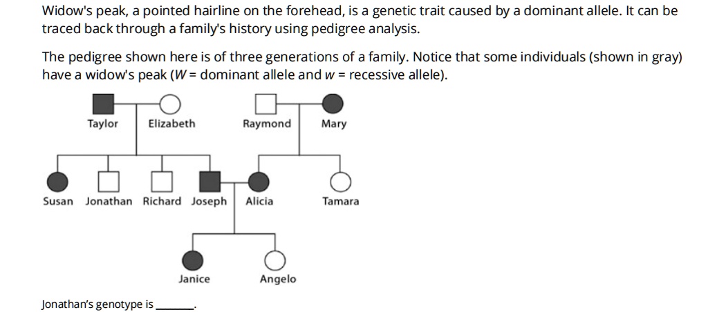 SOLVED: Widow's peak, pointed hairline on the forehead, is a genetic ...