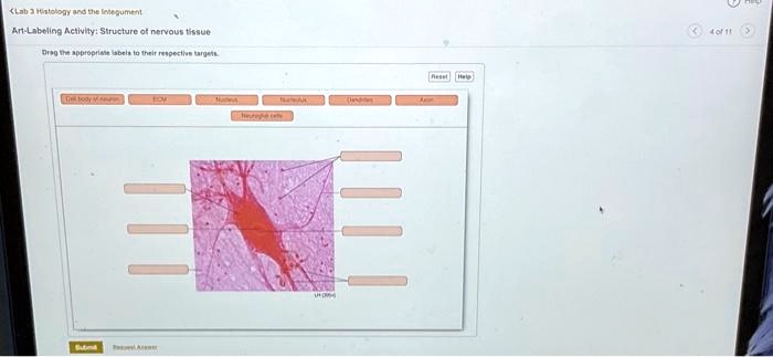 Art-labeling Activity: Structure Of Nervous Tissue