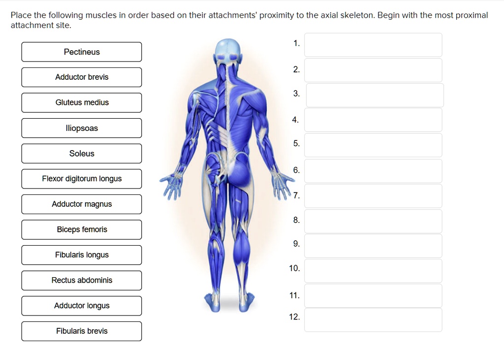 SOLVED: Place the following muscles in order based on their attachments ...