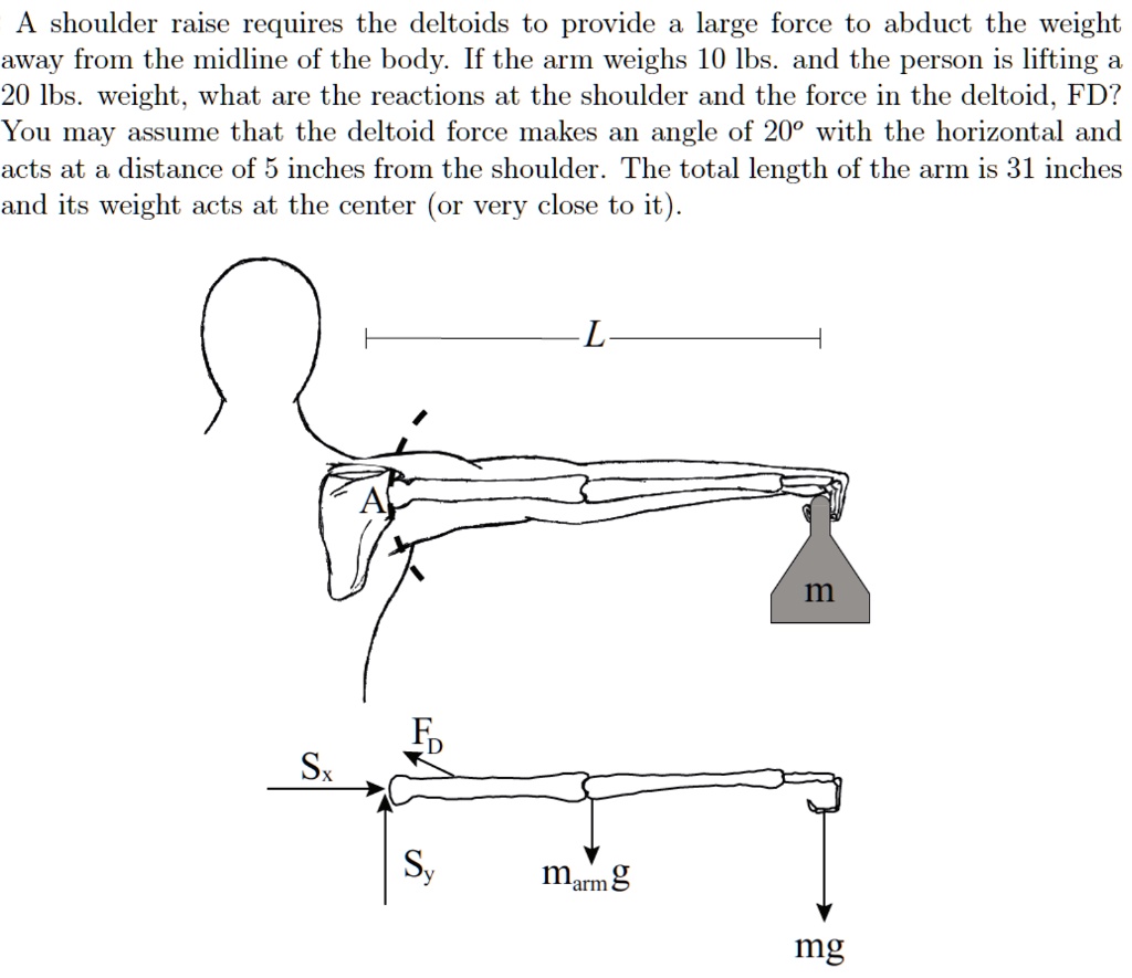 A shoulder raise requires the deltoids to provide a large force to