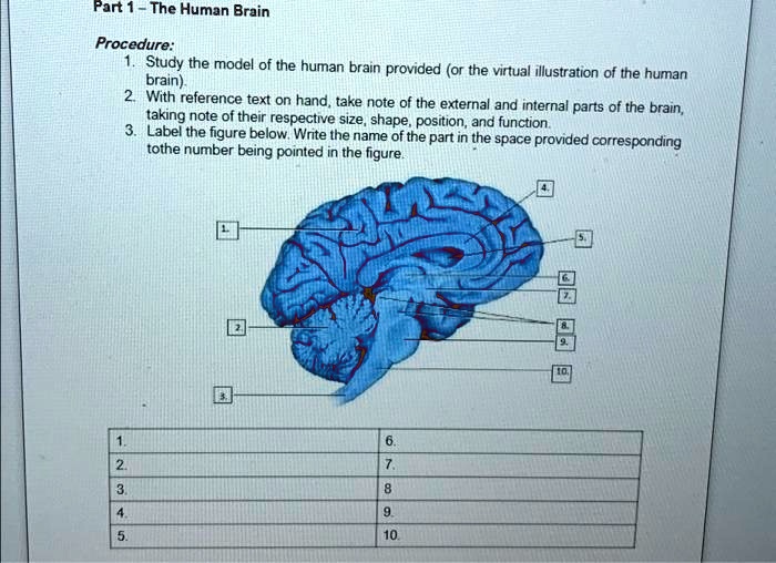 The brain taking shape