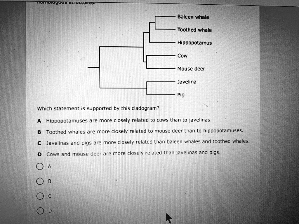 SOLVED: Please help me, I need help!!! COOPTETTOCCO Baleen whale