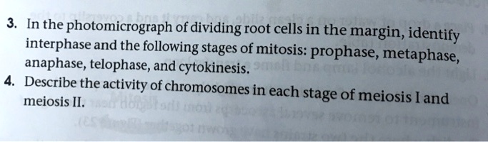 SOLVED: In the photomicrograph of dividing root cells in the margin ...