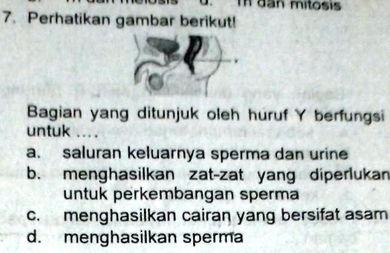 SOLVED: 7. Perhatikan Gambar Berikut!Bagian Yang Ditunjuk Oleh Huruf Y ...