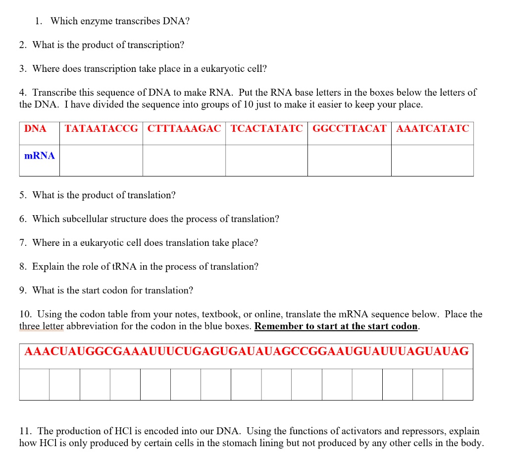 which-enzyme-transcribes-dna-what-is-the-product-of-t-solvedlib