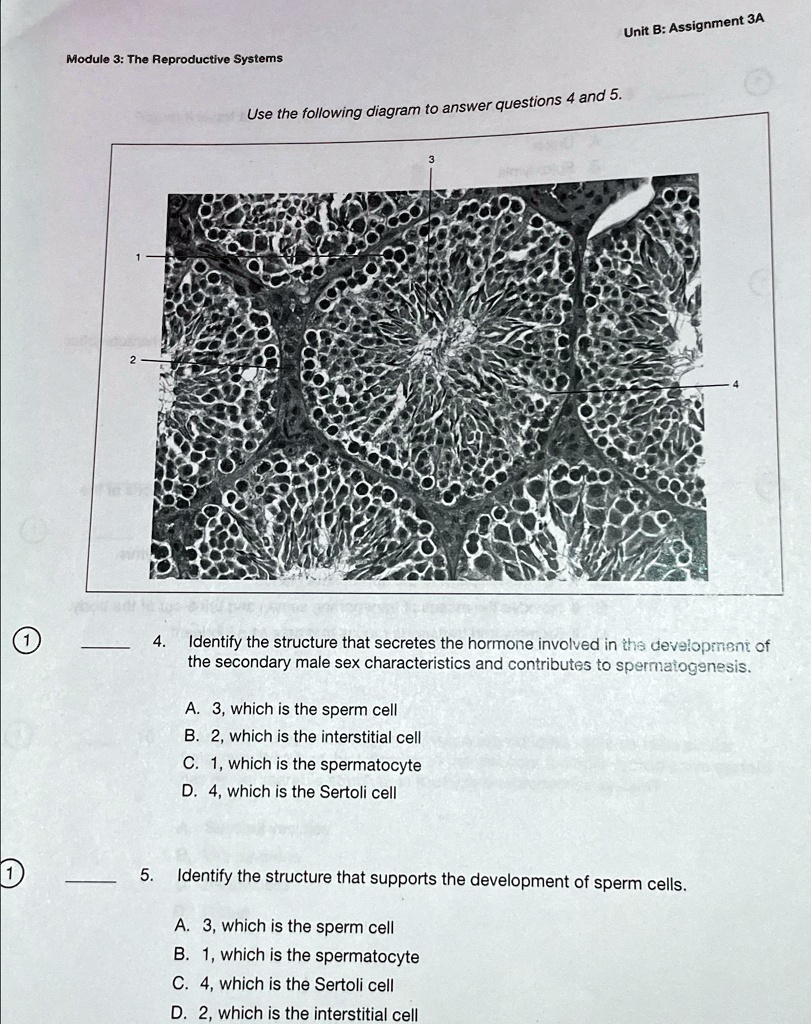 Unit B: Assignment 3A Module 3: The Reproductive Systems Use the ...