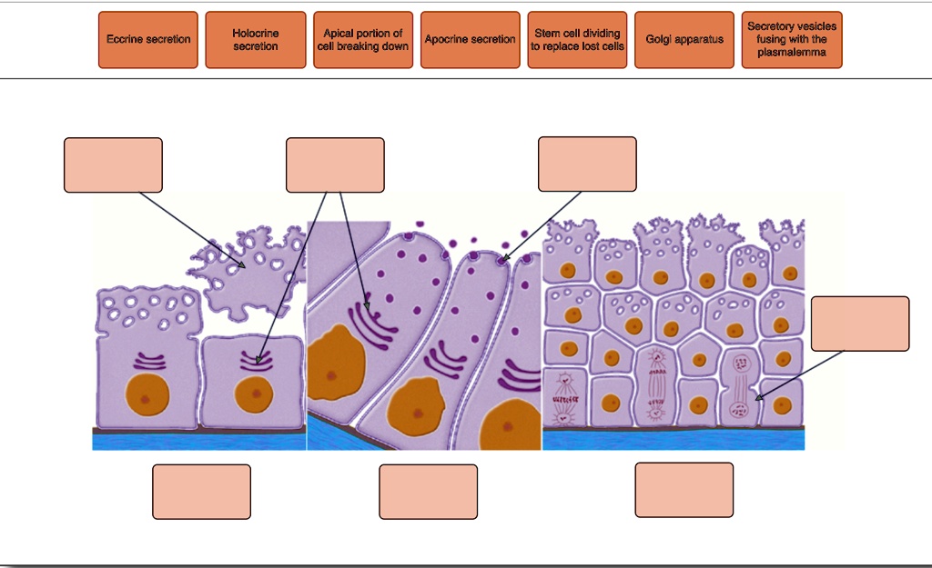 part d mechanisms of secretion label the diagram below by dragging and ...