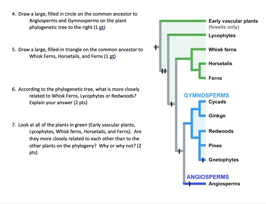 SOLVED Draw a large, filled in circle on the common ancestor to