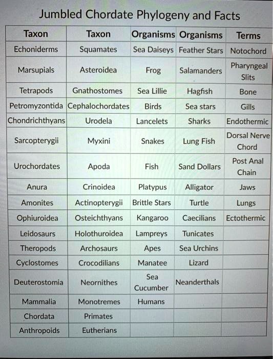 SOLVED:Jumbled Chordate Phylogeny and Facts Taxon Taxon Organisms