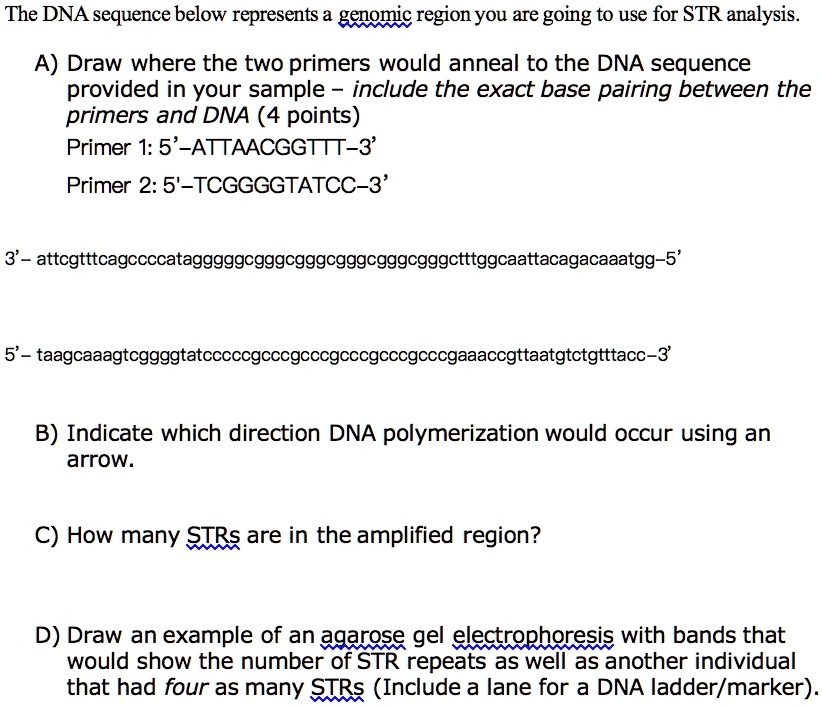 Solved The Dna Sequence Below Represents A Genomic Region That You Are