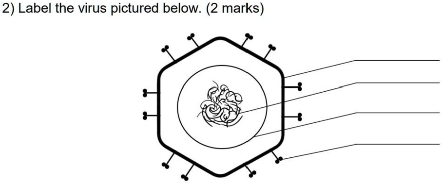 2) Label the virus pictured below. (2 marks)