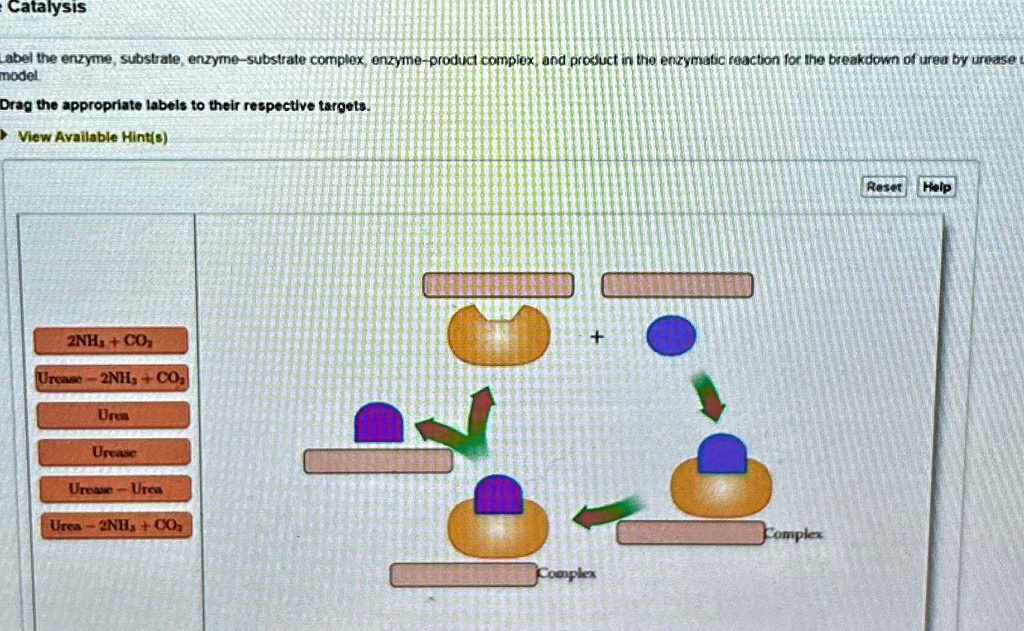 SOLVED: Catalysis Label the enzyme, substrate, enzyme-substrate complex ...