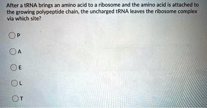 After a tRNA brings an amino acid to a ribosome and the amino acid is attached to the growing polypeptide chain, the uncharged tRNA leaves the ribosome complex via which site?

P

A

E

L

T