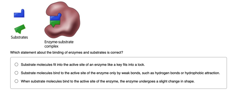 substrates enzyme substrate complex which statement about the binding ...