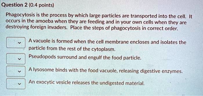 Phagocytosis is the process by which large particles are transported into the cell. It occurs in the amoeba when they are feeding and in your own cells when they are destroying foreign invaders. Place the steps of phagocytosis in correct order.

A vacuole is formed when the cell membrane encloses and isolates the particle from the rest of the cytoplasm.
Pseudopods surround and engulf the food particle.
A lysosome binds with the food vacuole, releasing digestive enzymes.
An exocytic vesicle releases the undigested material.