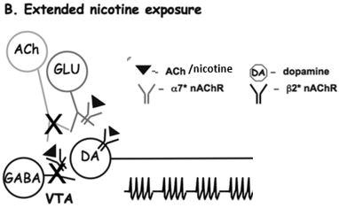 B. Extended nicotine exposure
ACh GLU
?  ACh /nicotine
DA - dopamine
Y - ?7* nAChR
Y - ?2* nAChR
DA
GABA
VTA