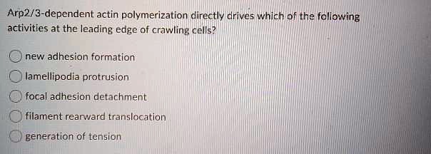 Arp2/3-dependent actin polymerization directly drives which of the following
activities at the leading edge of crawling cells?

new adhesion formation
lamellipodia protrusion
focal adhesion detachment
filament rearward translocation
generation of tension