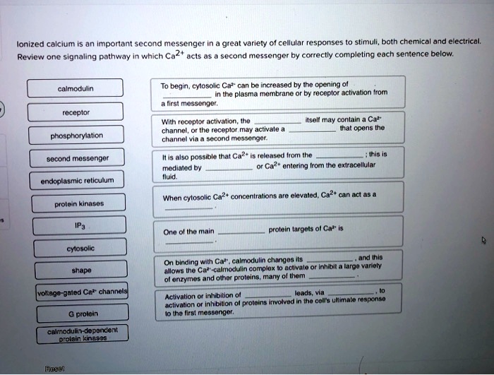 Ionized calcium is an important second messenger in a great variety of cellular responses to stimuli, both chemical and electrical. Review one signaling pathway in which Ca2+ acts as a second messenger by correctly completing each sentence below. calmodulin receptor phosphorylation second messenger endoplasmic reticulum protein kinases IP3 cytosolic shape voltage-gated Ca2+ channels G protein calmodulin-dependent protein kinases To begin, cytosolic Ca2+ can be increased by the opening of  in the plasma membrane or by receptor activation from a first messenger. With receptor activation, the  itself may contain a Ca2+ channel, or the receptor may activate a  that opens the channel via a second messenger. It is also possible that Ca2+ is released from the ; this is mediated by  or Ca2+ entering from the extracellular fluid. When cytosolic Ca2+ concentrations are elevated, Ca2+ can act as a . One of the main  protein targets of Ca2+ is . On binding with Ca2+, calmodulin changes its , and this allows the Ca2+-calmodulin complex to activate or inhibit a large variety of enzymes and other proteins, many of them . Activation or inhibition of  leads, via , to activation or inhibition of proteins involved in the cell's ultimate response to the first messenger.