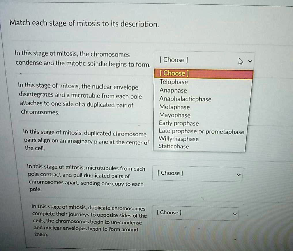 Match each stage of mitosis to its description.

In this stage of mitosis, the chromosomes condense and the mitotic spindle begins to form. [ Choose ]

In this stage of mitosis, the nuclear envelope disintegrates and a microtubule from each pole attaches to one side of a duplicated pair of chromosomes. [ Choose ]
Telophase
Anaphase
Anaphalacticphase
Metaphase
Mayophase
Early prophase
Late prophase or prometaphase
Willymasphase
Staticphase

In this stage of mitosis, duplicated chromosome pairs align on an imaginary plane at the center of the cell. [ Choose ]

In this stage of mitosis, microtubules from each pole contract and pull duplicated pairs of chromosomes apart, sending one copy to each pole. [ Choose ]

In this stage of mitosis, duplicate chromosomes complete their journeys to opposite sides of the cells, the chromosomes begin to un-condense and nuclear envelopes begin to form around them. [ Choose ]