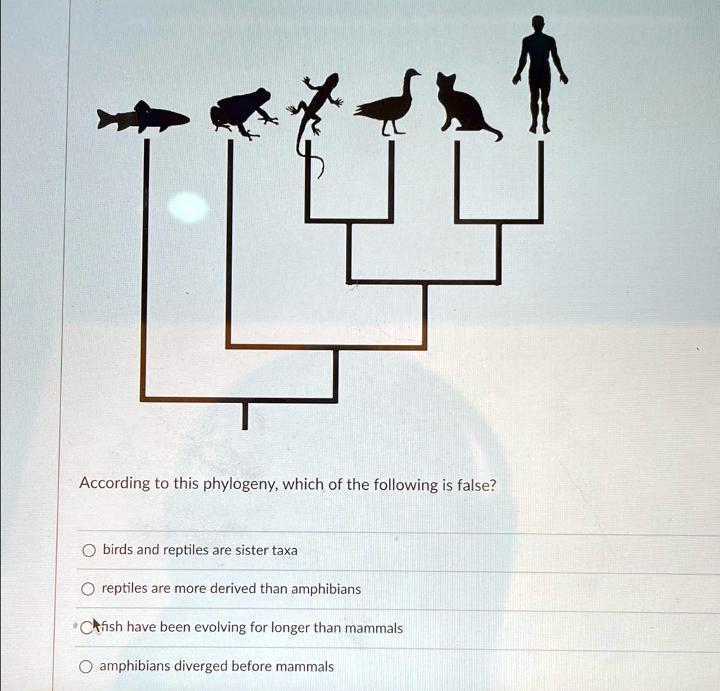 VIDEO solution According to this phylogeny, which of the following is