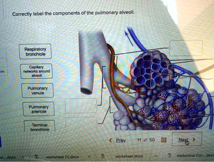 correctly label the components of the pulmonary alveoll respiratory