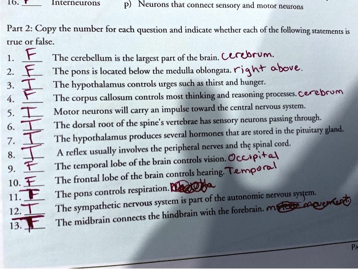 16. F Interneurons p) Neurons that connect sensory and motor neurons

Part 2: Copy the number for each question and indicate whether each of the following statements is true or false.

1. F The cerebellum is the largest part of the brain. cerebrum.
2. F The pons is located below the medulla oblongata. right above.
3. T The hypothalamus controls urges such as thirst and hunger.
4. F The corpus callosum controls most thinking and reasoning processes. cerebrum
5. T Motor neurons will carry an impulse toward the central nervous system.
6. T The dorsal root of the spine's vertebrae has sensory neurons passing through.
7. T The hypothalamus produces several hormones that are stored in the pituitary gland.
8. T A reflex usually involves the peripheral nerves and the spinal cord.
9. F The temporal lobe of the brain controls vision. Occipital
10. F The frontal lobe of the brain controls hearing. Temporal
11. T The pons controls respiration.
12. T The sympathetic nervous system is part of the autonomic nervous system.
13. F The midbrain connects the hindbrain with the forebrain.