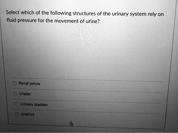 Select which of the following structures of the urinary system rely on fluid pressure for the movement of urine?

Renal pelvis
Ureter
Urinary bladder
Urethra