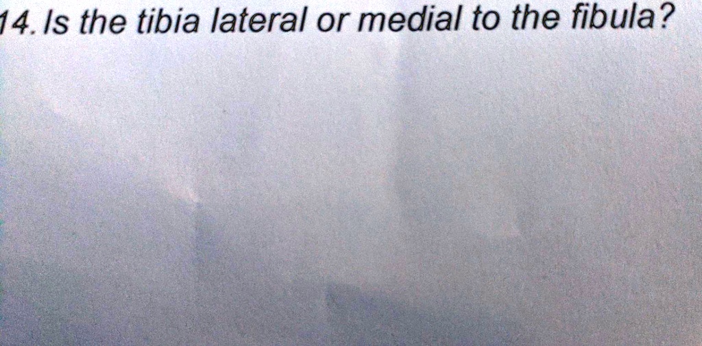Is the tibia lateral or medial to the fibula?
