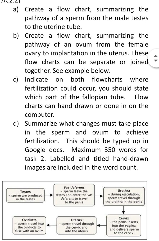 SOLVED: A) Create A Flow Chart, Summarizing The Pathway Of A Sperm From ...