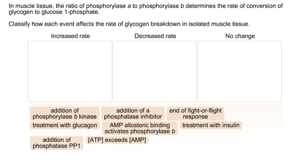 In muscle tissue, the ratio of phosphorylase a to phosphorylase b determines the rate of conversion of glycogen to glucose 1-phosphate. Classify how each event affects the rate of glycogen breakdown in isolated muscle tissue. Increased rate Decreased rate No change addition of phosphorylase b kinase addition of a phosphatase inhibitor end of fight-or-flight response treatment with glucagon AMP allosteric binding activates phosphorylase b treatment with insulin addition of phosphatase PP1 [ATP] exceeds [AMP]