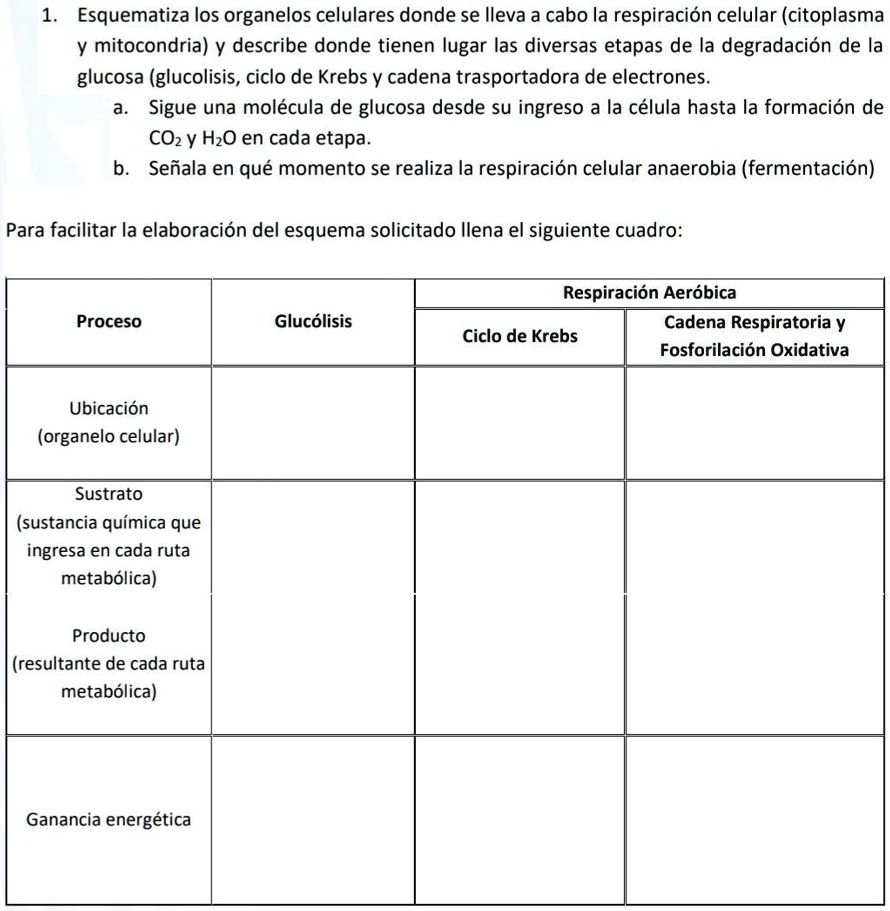 ubicación de la respiración celular