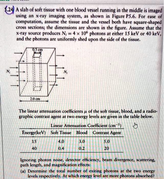 SOLVED A slab of soft tissue with one blood vessel running in the