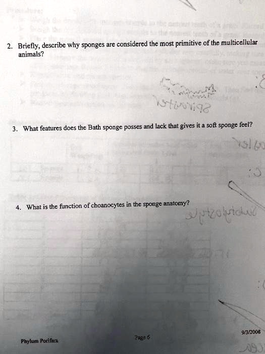 SOLVED 2. Briefly, describe why sponges are considered the most primitive of the multicellular