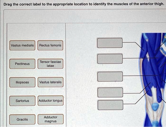SOLVED Drag the correct label to the appropriate location to identify