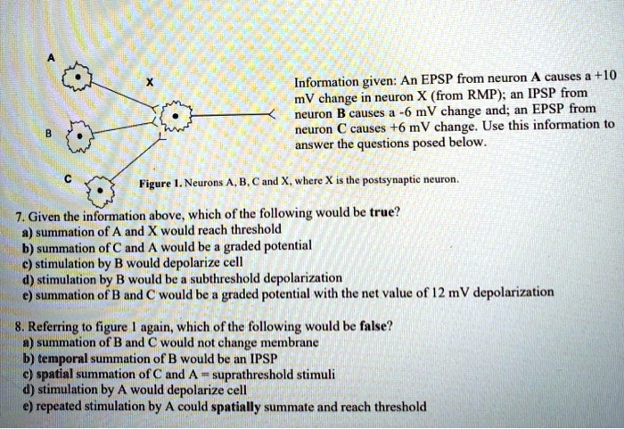 An EPSP from neuron A causes a +10 mV change in neuron X (from RMP); an ...