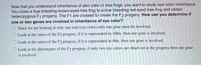 Now that you understand inheritance of skin color in tree frogs, you want to study eye color inheritance. You cross a true breeding brown-eyed tree frog to a true breeding red-eyed tree frog and obtain heterozygous F1 progeny. The F1 are crossed to create the F2 progeny. How can you determine if one or two genes are involved in inheritance of eye color? Since we are looking at only one trait (eye color) only one gene must be involved. Look at the ratios of the F2 progeny, if it is represented in 16ths, then one gene is involved. Look at the ratios of the F2 progeny, if it is represented in 4ths, then one gene is involved. Look at the phenotypes of the F2 progeny, if only two eye colors are observed in the progeny then one gene is involved.
