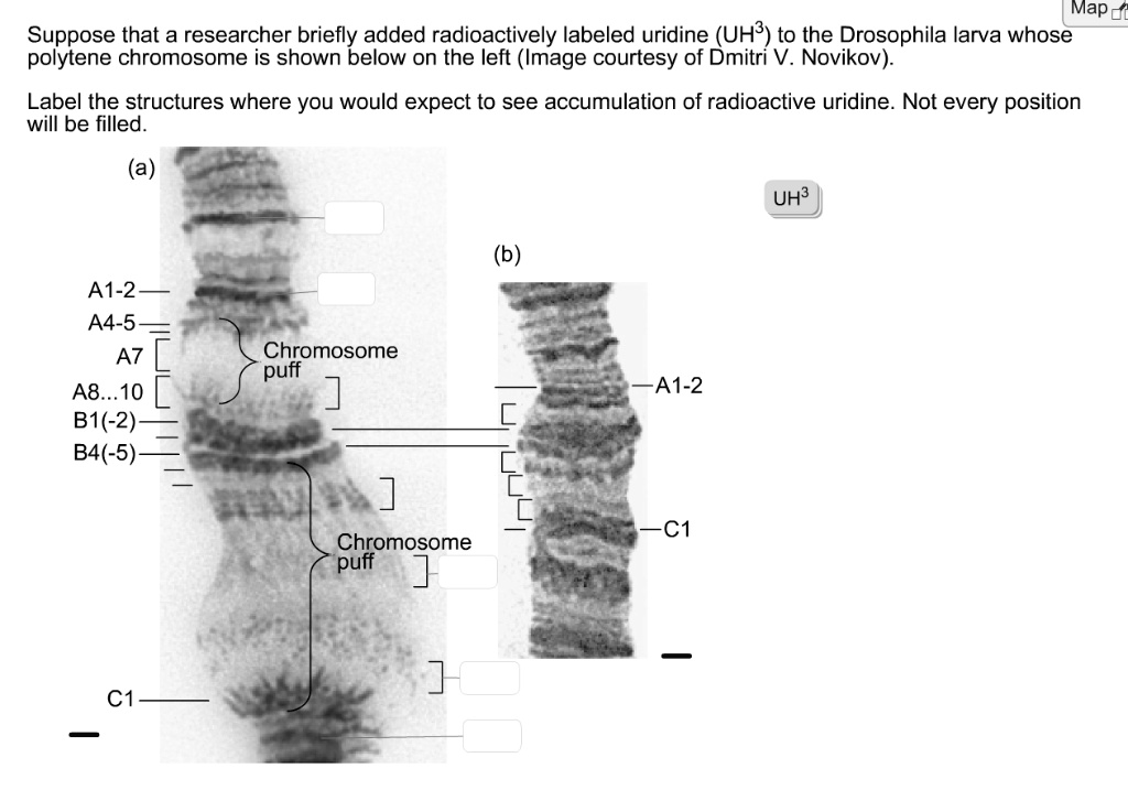 SOLVED Map Suppose that a researcher briefly added radioactively