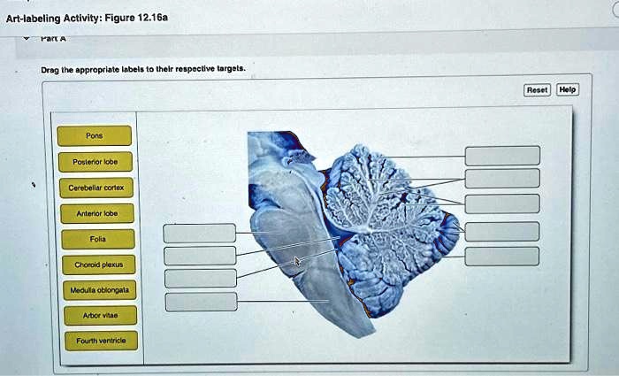 art labeling activity figure 1216a part a drag the appropriate labels ...