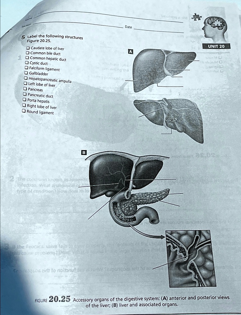 5 Label the following structures Figure 20.25 Date Caudate lobe of ...