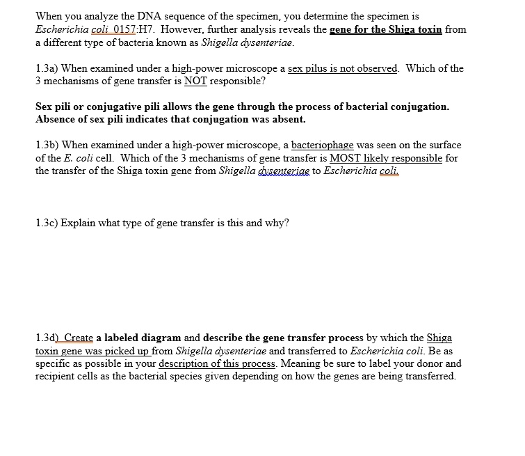 When you analyze the DNA sequence of the specimen, you determine the specimen is
Escherichia coli 0157:H7. However, further analysis reveals the gene for the Shiga toxin from
a different type of bacteria known as Shigella dysenteriae.

1.3a) When examined under a high-power microscope a sex pilus is not observed. Which of the
3 mechanisms of gene transfer is NOT responsible?

Sex pili or conjugative pili allows the gene through the process of bacterial conjugation.
Absence of sex pili indicates that conjugation was absent.

1.3b) When examined under a high-power microscope, a bacteriophage was seen on the surface
of the E. coli cell. Which of the 3 mechanisms of gene transfer is MOST likely responsible for
the transfer of the Shiga toxin gene from Shigella dysenteriae to Escherichia coli.

1.3c) Explain what type of gene transfer is this and why?

1.3d) Create a labeled diagram and describe the gene transfer process by which the Shiga
toxin gene was picked up from Shigella dysenteriae and transferred to Escherichia coli. Be as
specific as possible in your description of this process. Meaning be sure to label your donor and
recipient cells as the bacterial species given depending on how the genes are being transferred.